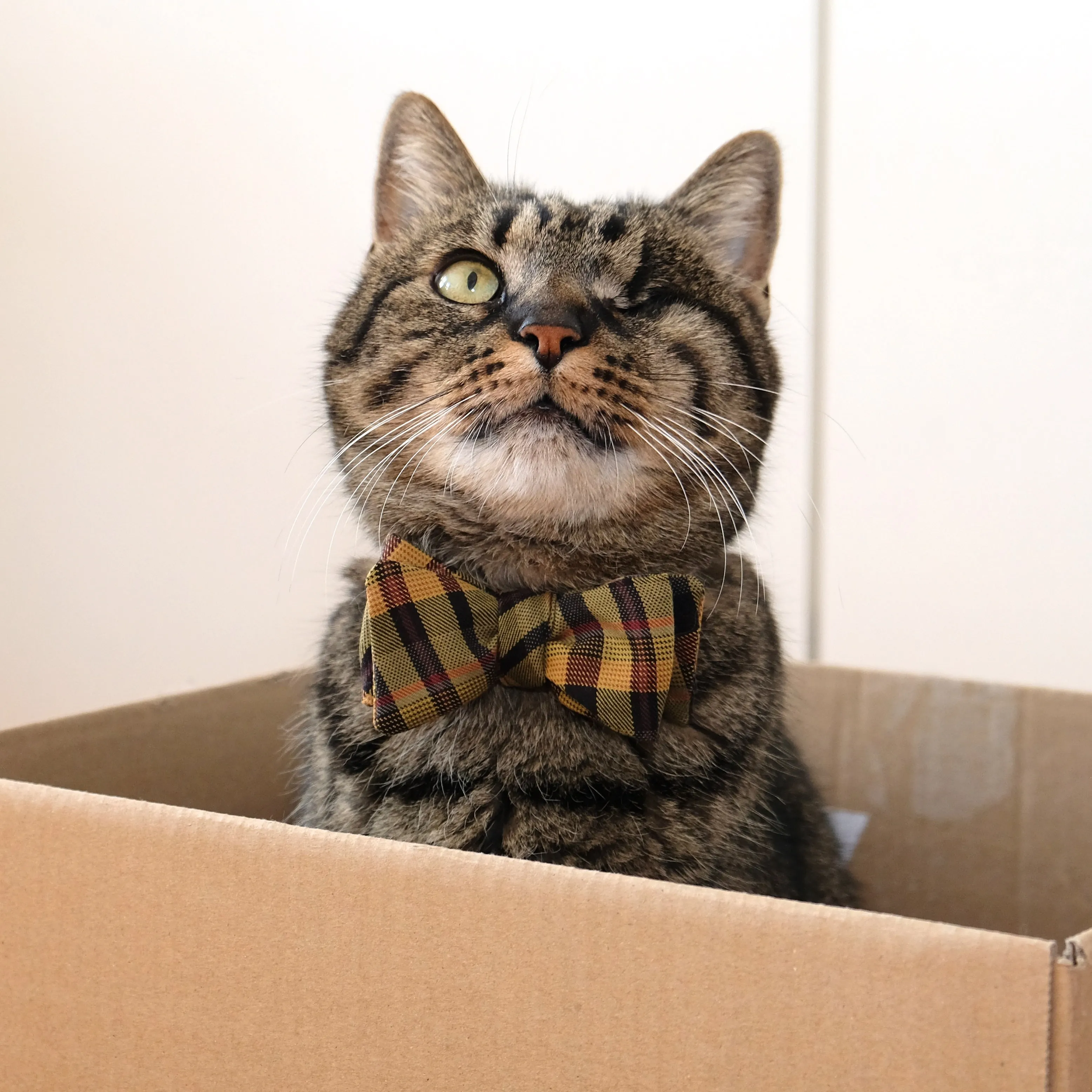 Sophisticat