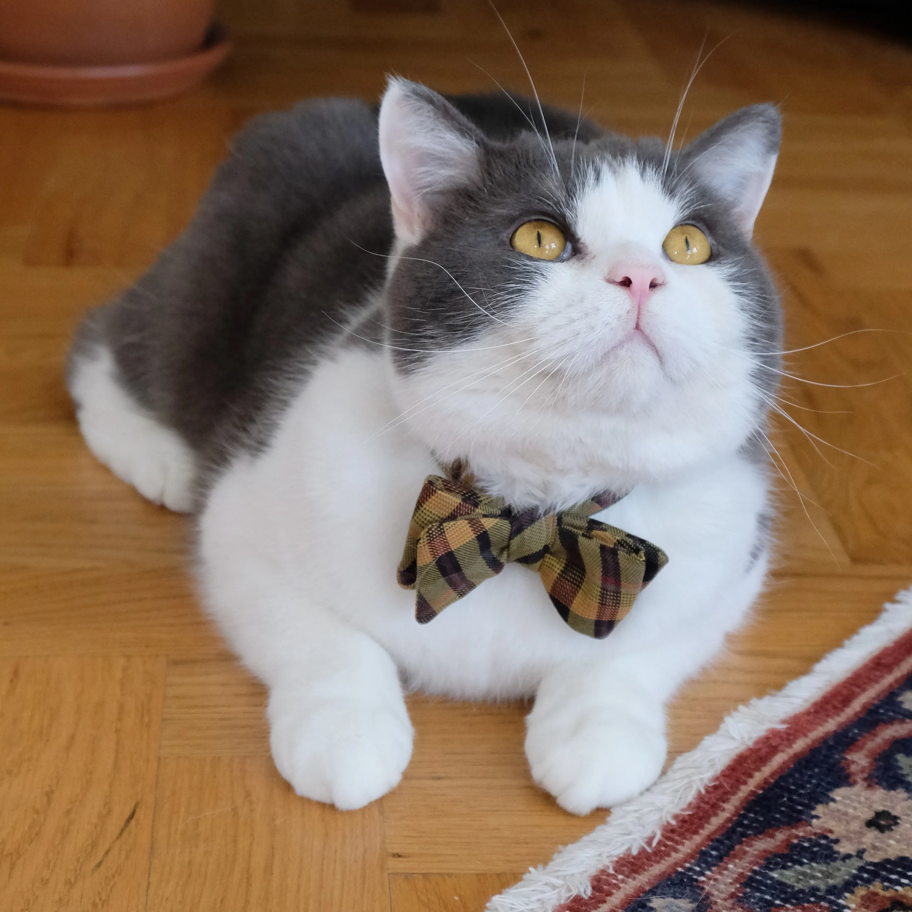 Sophisticat